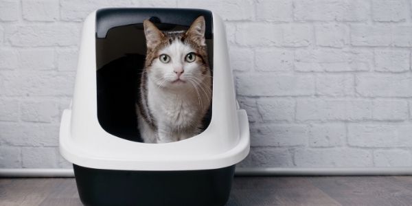 How to Set Up Your Cat s Litter Boxes to Prevent Potty Accidents